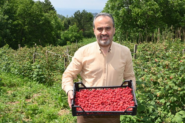 Bursa Büyükşehir Belediye Başkanı Alinur Aktaş, Kestel ilçesinde ahududu ve