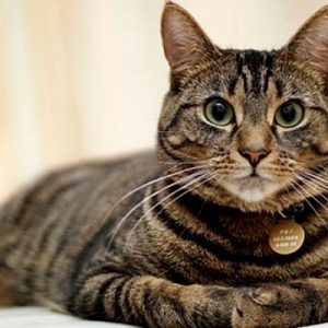 Japon araştırmacılar, 50’ye yakın kedi üzerinde yaptıkları deneyler sonucunda ilginç