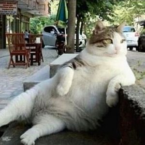 Kolunu kaldırıma dayadığı pozuyla tanınan kedi Tombili’nin vefatının ardından yaşadığı