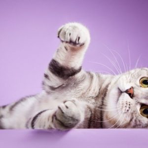 Scottish Fold, son derece iyi huylu ve özel bir cinstir.