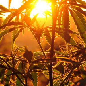 Almanya’da bir polis sendikası ülkedeki marihuana politikasının değişmesini ve marihuana