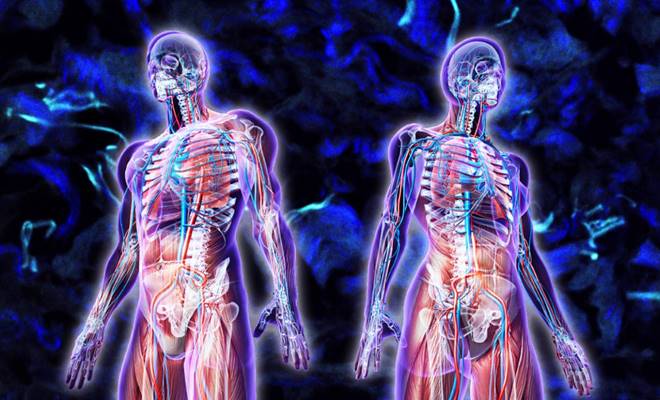 Bilim insanları, İnsan vücudunda daha önceden bilinmeyen bir organ buldu.