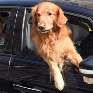 Şarkıcı Muazzez Ersoy, önceki gün güzel havayı çok sevdiği köpeği