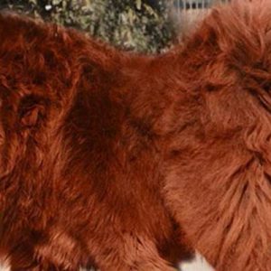 Çin’de ailesi için bir köpek yavrusu aldığını sanan kadın, iki