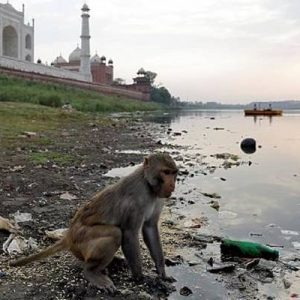 Hindistan’da annesi tarafından emzirilen 12 günlük erkek bebek bir maymun