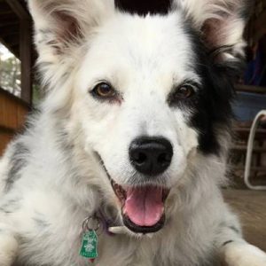 Yaklaşık bin kelimeyi anlayabilen, Chaser isimli dünyanın en zeki köpeği