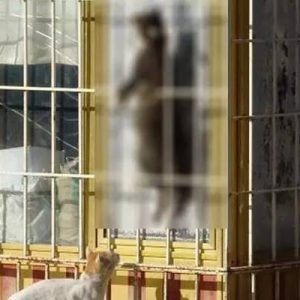 Antalya’da bir sitenin bahçesindeki kedi, çelik telle asılarak öldürüldü. Olay,