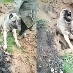Hatay’ın Hassa ilçesinde zehirlendiği iddia edilen bir köpeğin sosyal medyada