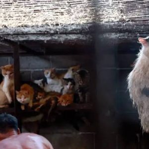 Çin’in Guangdong eyaletinde bulunan Shenzhen kentinin yönetimi, kedi ve köpek