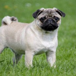ABD’de bir köpeğe yapılan koronavirüs (corona virüs) testi pozitif çıktı.
