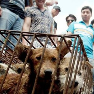 Çin’de Kovid-19 salgını tedbirleri kapsamında köpeklerin çiftlik hayvanı statüsünden çıkarılmasına