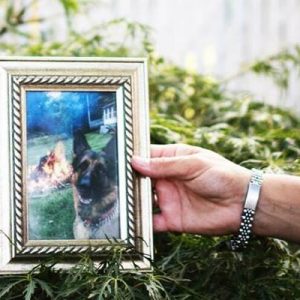 ABD’de koronavirüs salgınına yakalanan ilk köpek olarak bilinen Buddy isimli