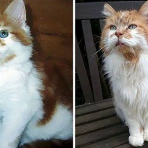 İngiltere’nin Devon kentinde, Michele Heritage’le birlikte yaşayan Rubble adlı kedi