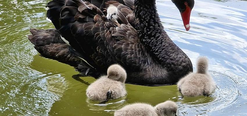 Ankara’nın simge parkı Kuğulupark’ta dünyaya gelen iki günlük 4 yavru