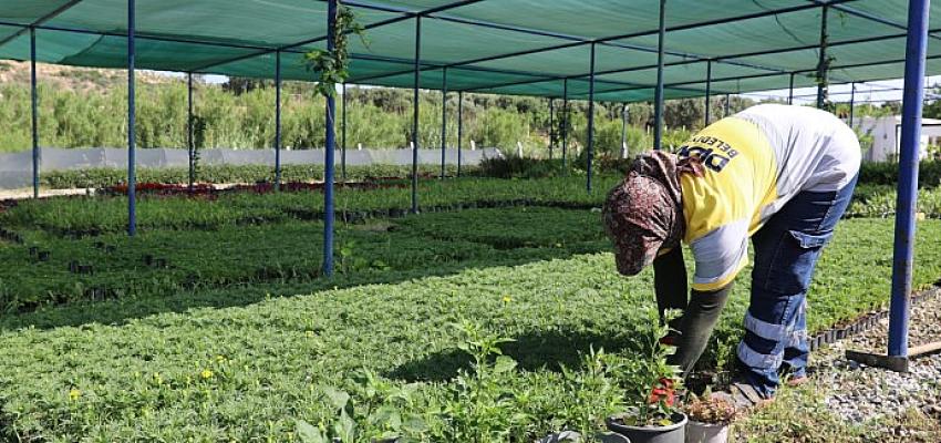 Didim Belediyesi tarafından Akköy Tıbbi Aromatik Bitkiler ve Süs Bitkileri