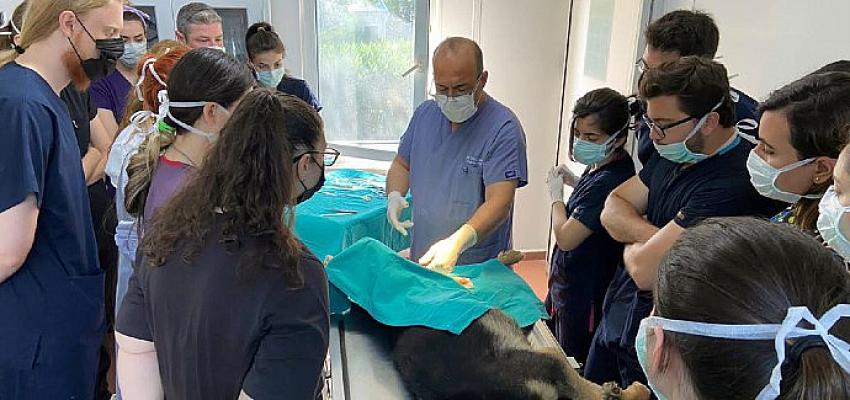 Uludağ Üniversitesi Veteriner Fakültesi son sınıf öğrencileri, Osmangazi Belediyesi Sahipsiz
