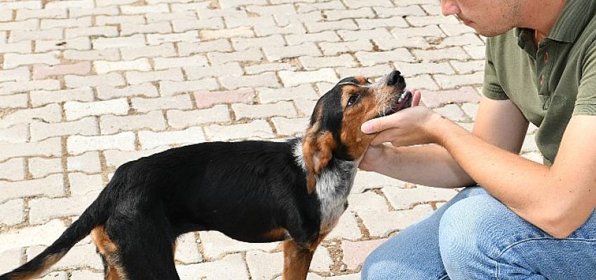 Göreve geldiği ilk günden beri sokak hayvanlarına olan özel ilgisiyle