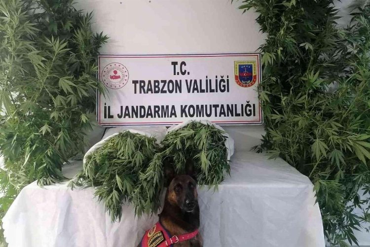 TRABZON (İGFA) - Alınan bilgiye göre, Trabzon İl Jandarma Komutanlığı